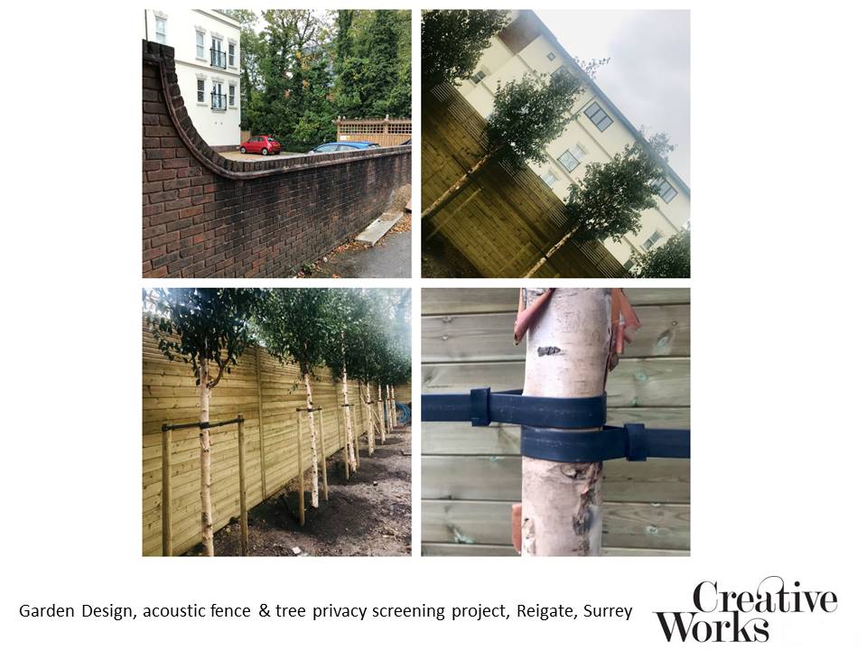 Cindy Kirkland Garden Design, acoustic fence & Betula albosinensis Fascination tree privacy screening project, Reigate, Surrey