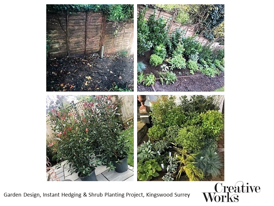 Garden Design, Instant Hedging & Shrub Planting Project, Kingswood Surrey