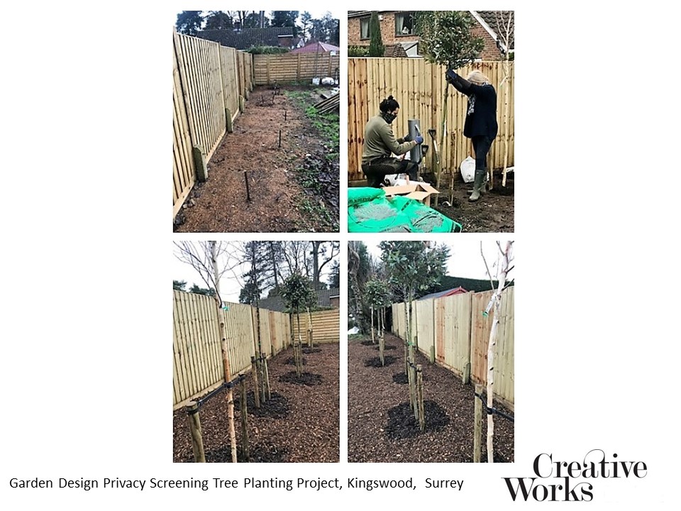 Garden Design Privacy Screening Tree Planting Project, Kingswood, Surrey