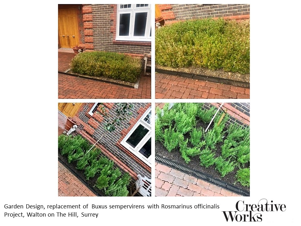 Garden Design, replacement of Buxus sempervirens with Rosmarinus officinalis Project, Walton on The Hill, Surrey