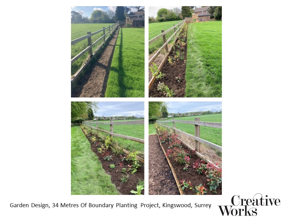 Garden Design, 34 Metres Of Boundary Planting Project, Kingswood, Surrey