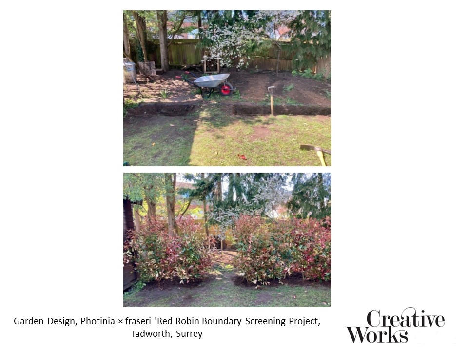 Garden Design, Photinia × fraseri 'Red Robin Boundary Screening Project, Tadworth, Surrey