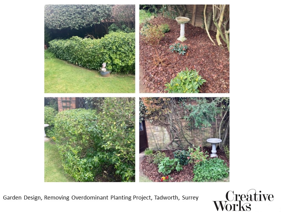 Garden Design, Removing Overdominant Planting Project, Tadworth, Surrey
