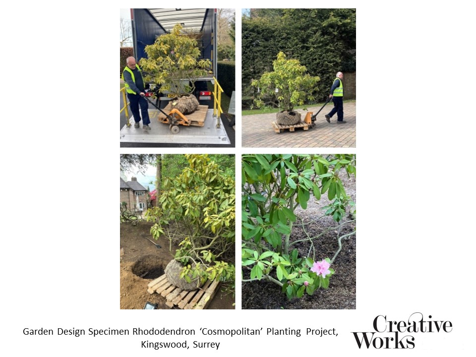 Garden Design Specimen Rhododendron ‘Cosmopolitan’ Planting Project, Kingswood, Surrey